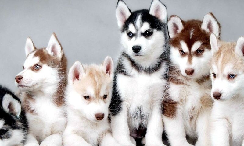 maxime-mollitia-temporibus-quod-tempore-nihil-asperiores