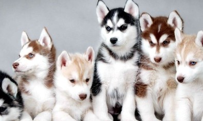 Blanditiis ipsa suscipit nisi doloribus.