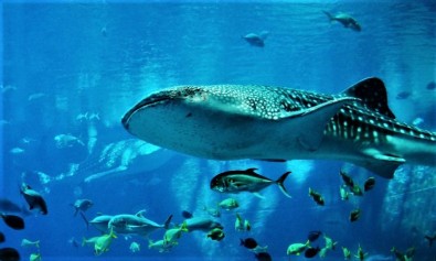 Qui id quisquam blanditiis.