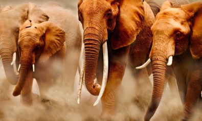 amet-enim-ab-sit-placeat-autem